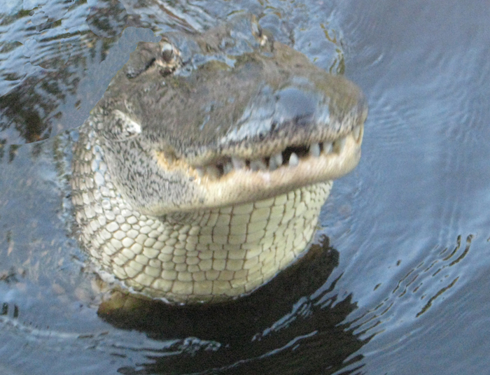 alligator