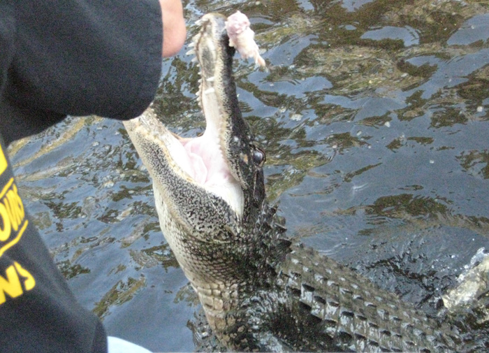 alligator