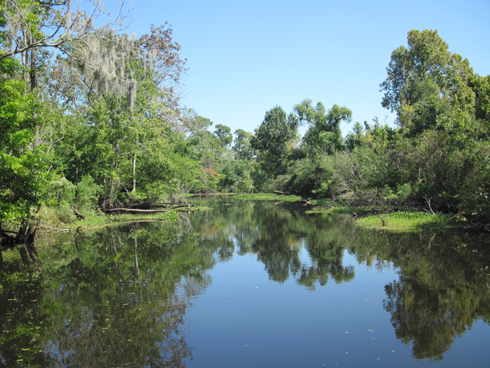 swamp