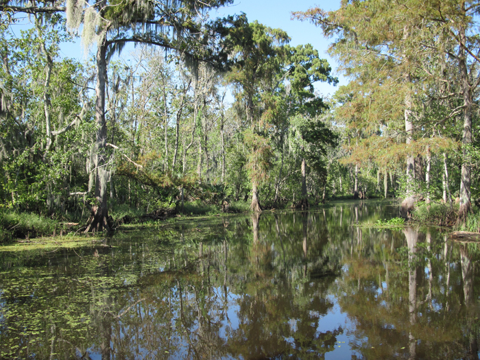swamp