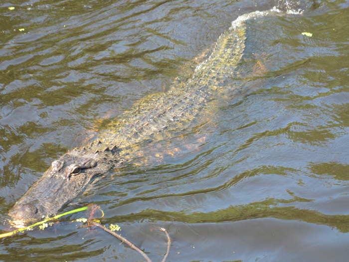 alligator